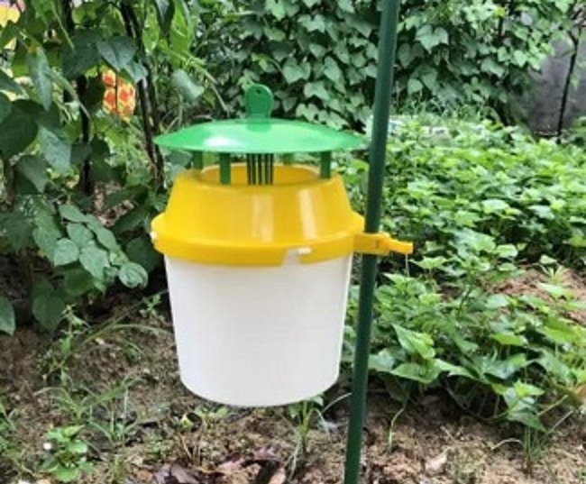 昆蟲誘捕器用于菜園害蟲防治